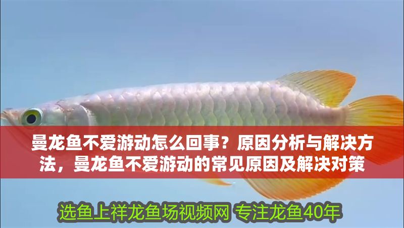 曼龍魚不愛游動怎么回事？原因分析與解決方法，曼龍魚不愛游動的常見原因及解決對策