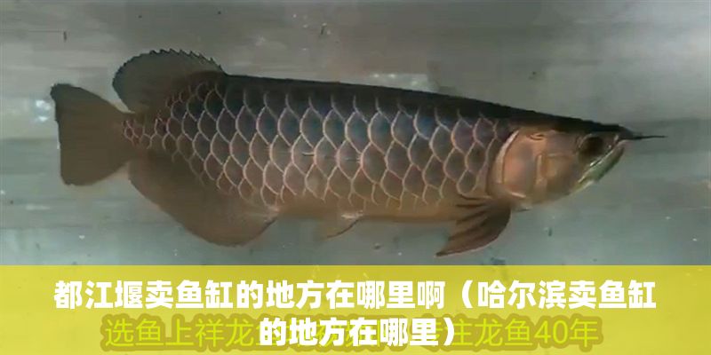 都江堰賣魚缸的地方在哪里啊（哈爾濱賣魚缸的地方在哪里）