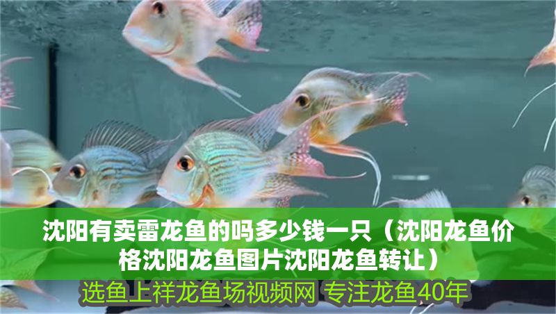 沈陽有賣雷龍魚的嗎多少錢一只（沈陽龍魚價格沈陽龍魚圖片沈陽龍魚轉讓）