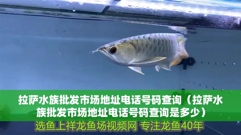 拉薩水族批發市場地址電話號碼查詢（拉薩水族批發市場地址電話號碼查詢是多少）