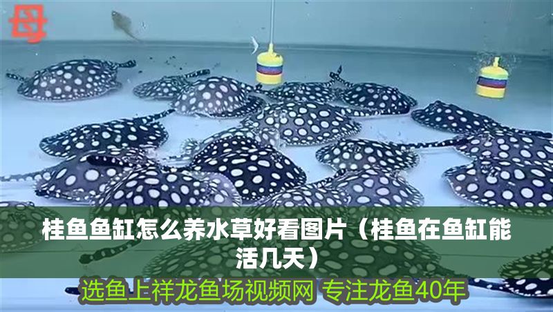 桂魚魚缸怎么養(yǎng)水草好看圖片（桂魚在魚缸能活幾天）