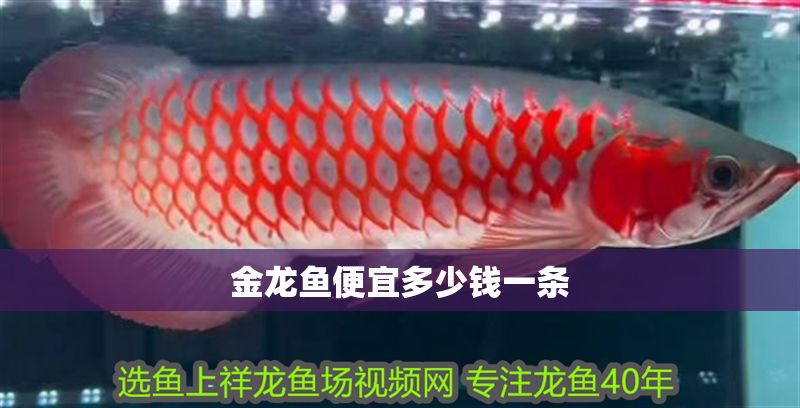 金龍魚便宜多少錢一條