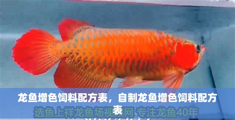 龍魚增色飼料配方表，自制龍魚增色飼料配方表