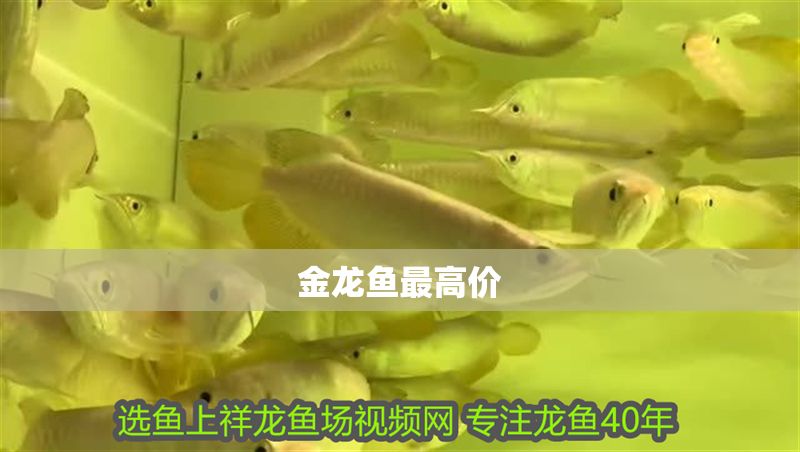 金龍魚最高價(jià)