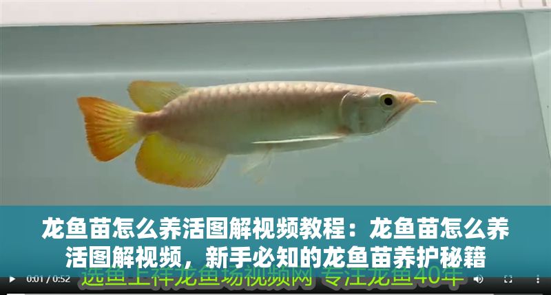 龍魚苗怎么養活圖解視頻教程：龍魚苗怎么養活圖解視頻，新手必知的龍魚苗養護秘籍