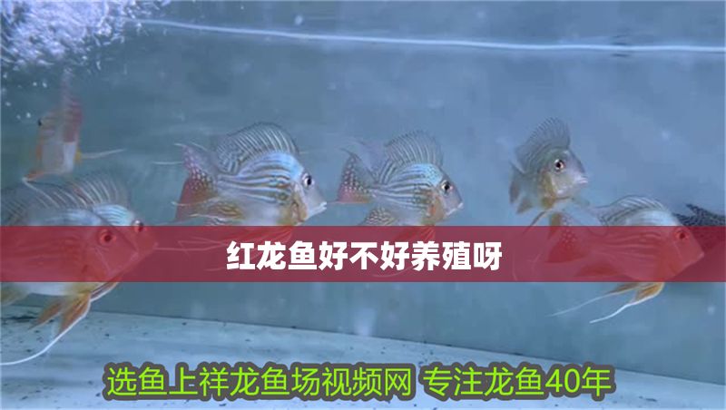 紅龍魚好不好養殖呀