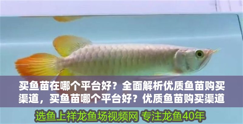買魚苗在哪個平臺好？全面解析優質魚苗購買渠道，買魚苗哪個平臺好？優質魚苗購買渠道全攻略