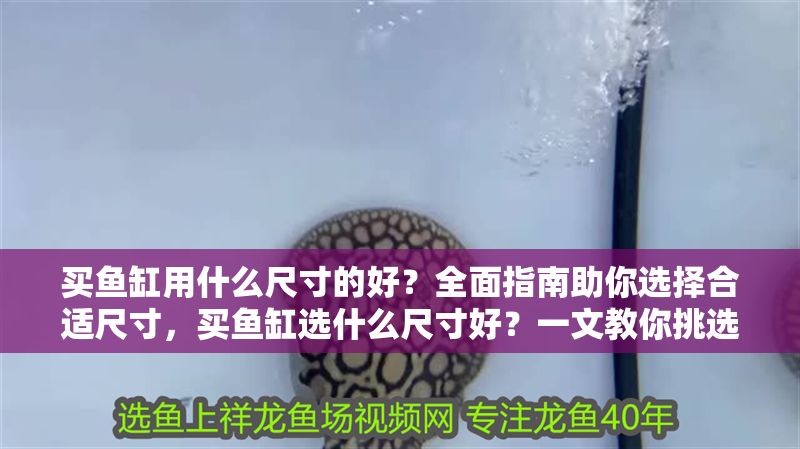 買魚缸用什么尺寸的好？全面指南助你選擇合適尺寸，買魚缸選什么尺寸好？一文教你挑選最適合的魚缸大小