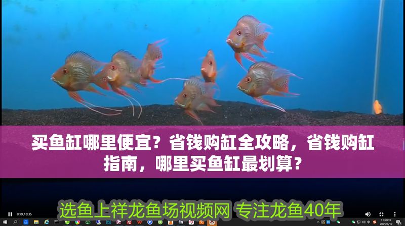 買魚缸哪里便宜？省錢購缸全攻略，省錢購缸指南，哪里買魚缸最劃算？