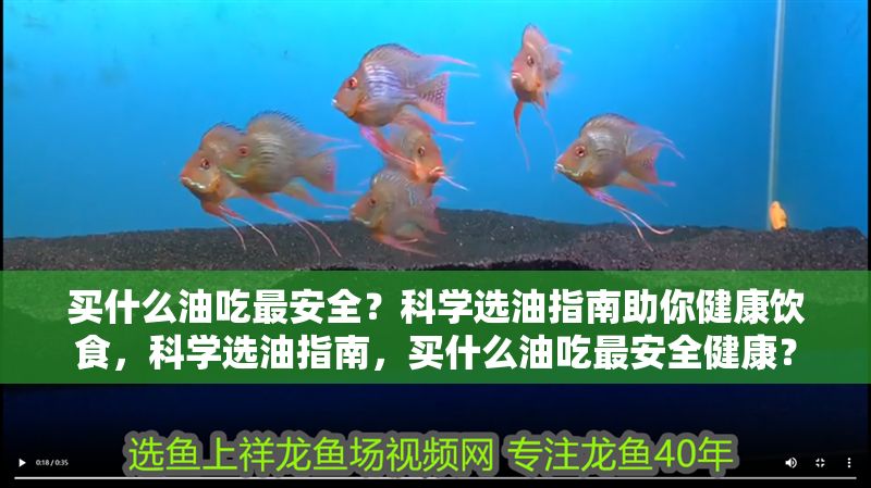 買什么油吃最安全？科學選油指南助你健康飲食，科學選油指南，買什么油吃最安全健康？