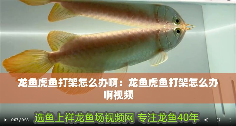 龍魚虎魚打架怎么辦啊：龍魚虎魚打架怎么辦啊視頻