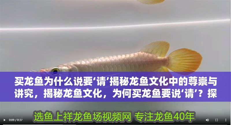 買龍魚為什么說要‘請’揭秘龍魚文化中的尊崇與講究，揭秘龍魚文化，為何買龍魚要說‘請’？探尋尊崇與講究的背后