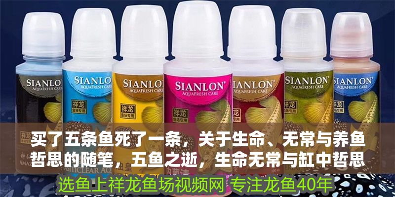 買了五條魚死了一條，關于生命、無常與養魚哲思的隨筆，五魚之逝，生命無常與缸中哲思 買了五條魚死了一條，關于生命、無常與養魚哲思的隨筆，五魚之逝，生命無常與缸中哲思 龍魚百科 第1張