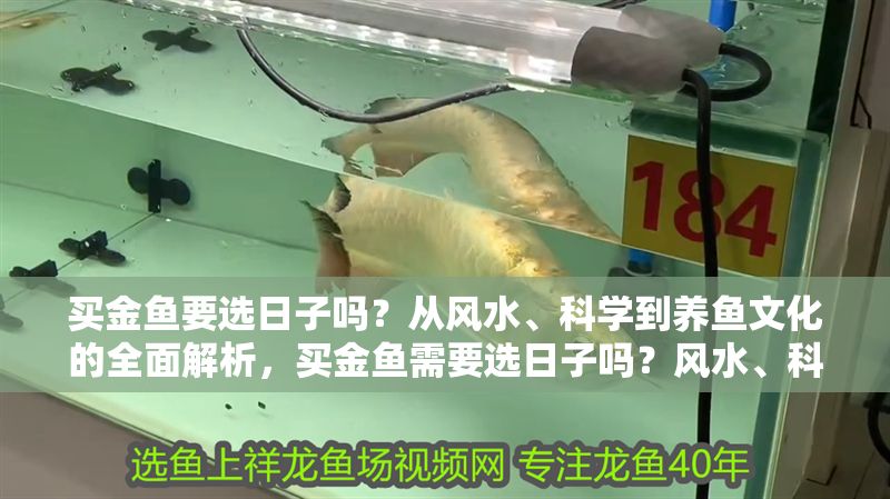 買金魚要選日子嗎？從風水、科學到養魚文化的全面解析，買金魚需要選日子嗎？風水、科學與養魚文化的深度解讀