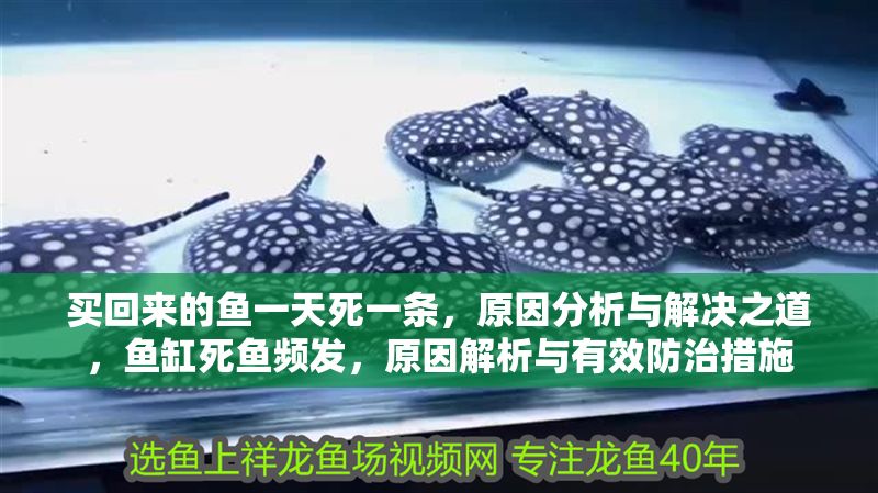 買回來的魚一天死一條，原因分析與解決之道，魚缸死魚頻發，原因解析與有效防治措施