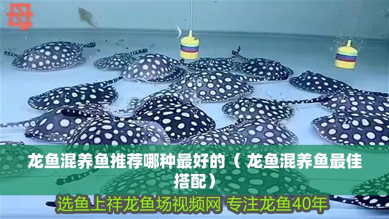 龍魚混養魚推薦哪種最好的（ 龍魚混養魚最佳搭配）