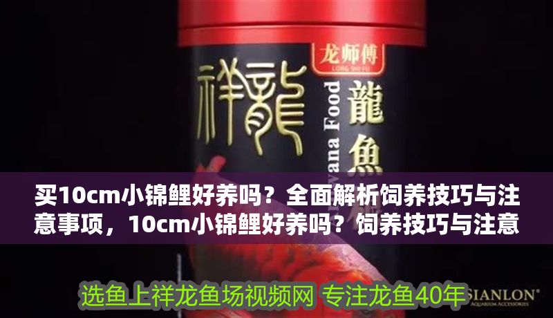 買10cm小錦鯉好養嗎？全面解析飼養技巧與注意事項，10cm小錦鯉好養嗎？飼養技巧與注意事項全解析