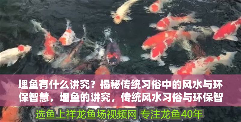 埋魚有什么講究？揭秘傳統習俗中的風水與環保智慧，埋魚的講究，傳統風水習俗與環保智慧的深度解析