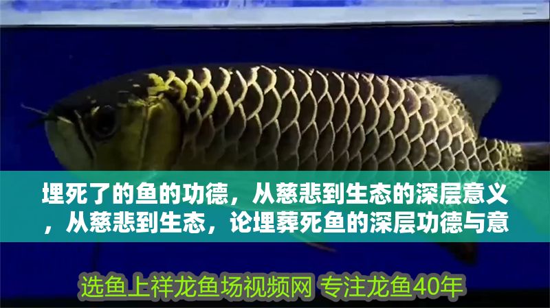 埋死了的魚的功德，從慈悲到生態的深層意義，從慈悲到生態，論埋葬死魚的深層功德與意義