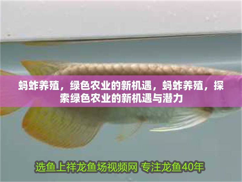 螞蚱養殖，綠色農業的新機遇，螞蚱養殖，探索綠色農業的新機遇與潛力