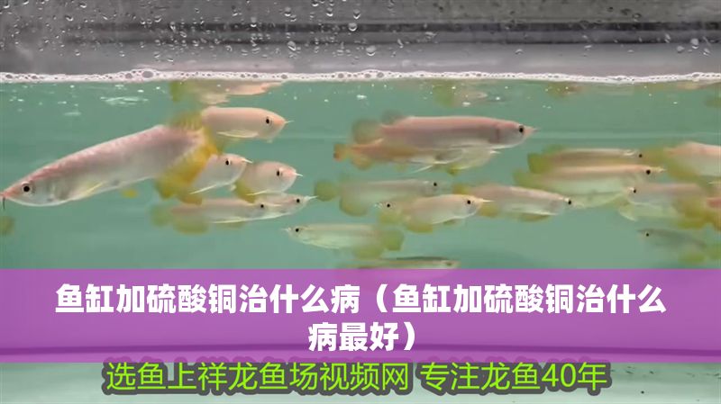 魚缸加硫酸銅治什么病（魚缸加硫酸銅治什么病最好）