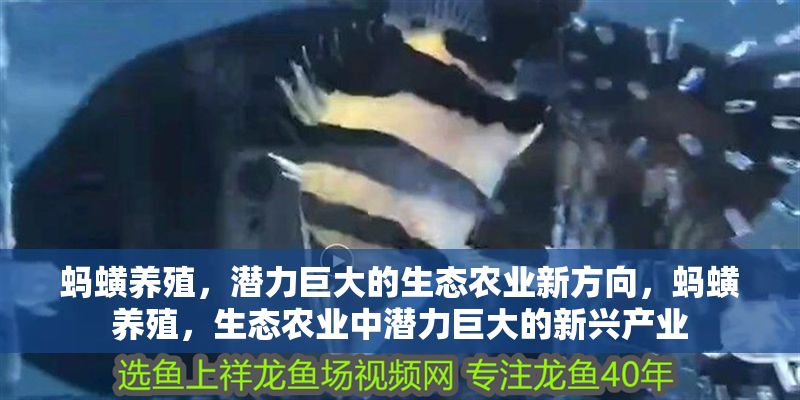 螞蟥養殖，潛力巨大的生態農業新方向，螞蟥養殖，生態農業中潛力巨大的新興產業