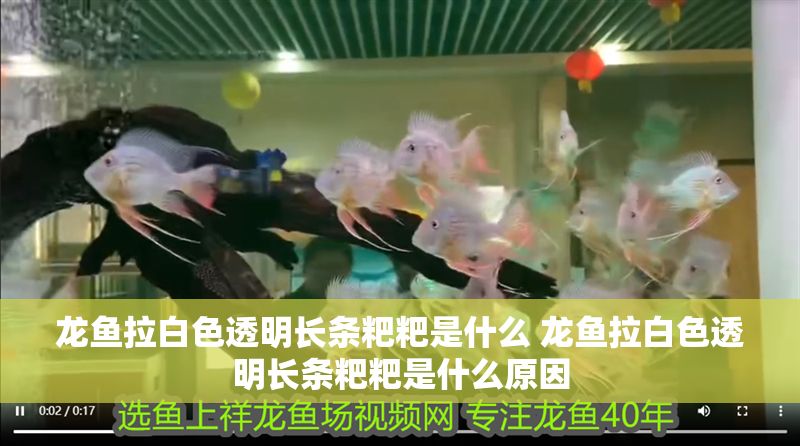 龍魚拉白色透明長條粑粑是什么 龍魚拉白色透明長條粑粑是什么原因