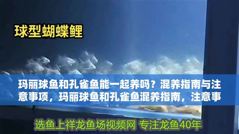 瑪麗球魚和孔雀魚能一起養嗎？混養指南與注意事項，瑪麗球魚和孔雀魚混養指南，注意事項與技巧 瑪麗球魚和孔雀魚能一起養嗎？混養指南與注意事項，瑪麗球魚和孔雀魚混養指南，注意事項與技巧 龍魚百科 第1張