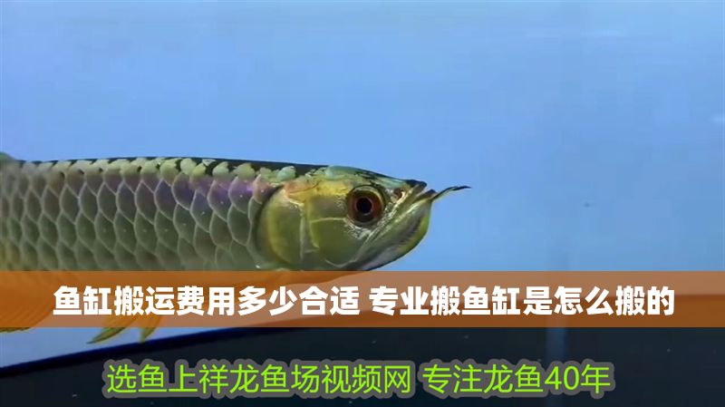 魚缸搬運費用多少合適 專業搬魚缸是怎么搬的 龍魚百科 第1張 魚缸搬運費用多少合適 專業搬魚缸是怎么搬的 魚缸搬運費用多少合適 專業搬魚缸是怎么搬的 龍魚百科 第1張