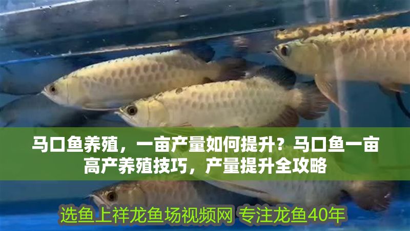 馬口魚養殖，一畝產量如何提升？馬口魚一畝高產養殖技巧，產量提升全攻略 馬口魚養殖，一畝產量如何提升？馬口魚一畝高產養殖技巧，產量提升全攻略 龍魚百科 第1張