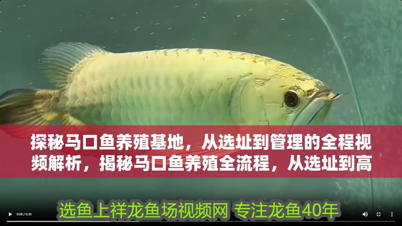 探秘馬口魚養殖基地，從選址到管理的全程視頻解析，揭秘馬口魚養殖全流程，從選址到高效管理的實戰視頻指南