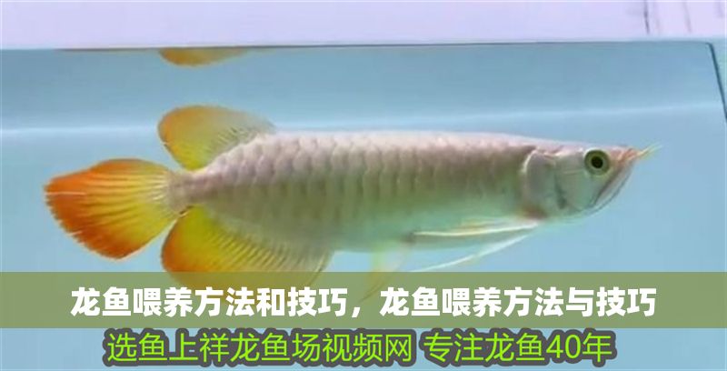 龍魚喂養方法和技巧，龍魚喂養方法與技巧