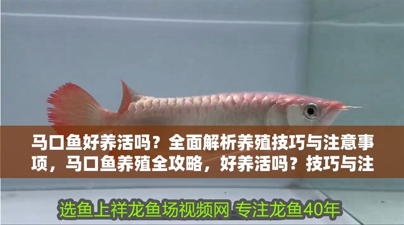 馬口魚好養活嗎？全面解析養殖技巧與注意事項，馬口魚養殖全攻略，好養活嗎？技巧與注意事項詳解