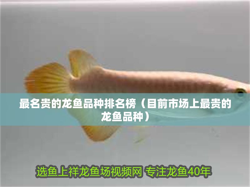 最名貴的龍魚品種排名榜（目前市場上最貴的龍魚品種）