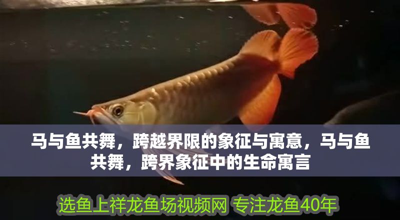 馬與魚共舞，跨越界限的象征與寓意，馬與魚共舞，跨界象征中的生命寓言