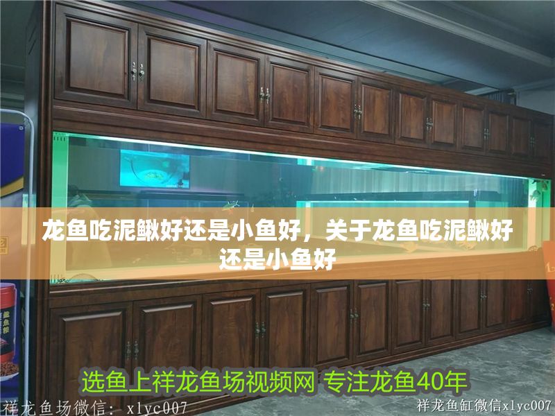 龍魚吃泥鰍好還是小魚好，關于龍魚吃泥鰍好還是小魚好