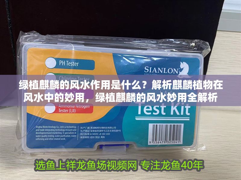 綠植麒麟的風水作用是什么？解析麒麟植物在風水中的妙用，綠植麒麟的風水妙用全解析