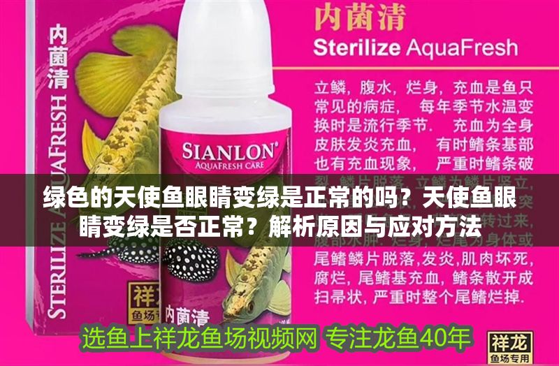 綠色的天使魚眼睛變綠是正常的嗎？天使魚眼睛變綠是否正常？解析原因與應對方法
