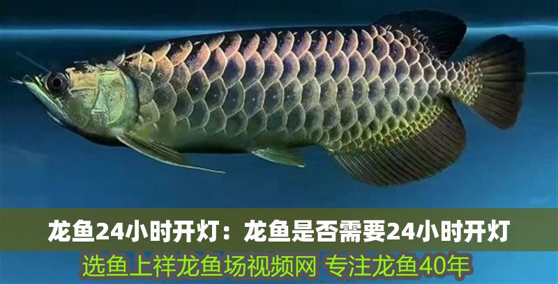 龍魚24小時(shí)開燈：龍魚是否需要24小時(shí)開燈