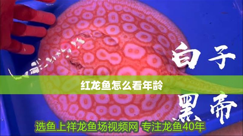 紅龍魚怎么看年齡