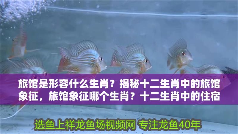 旅館是形容什么生肖？揭秘十二生肖中的旅館象征，旅館象征哪個生肖？十二生肖中的住宿之謎解析 旅館是形容什么生肖？揭秘十二生肖中的旅館象征，旅館象征哪個生肖？十二生肖中的住宿之謎解析 龍魚百科 第1張