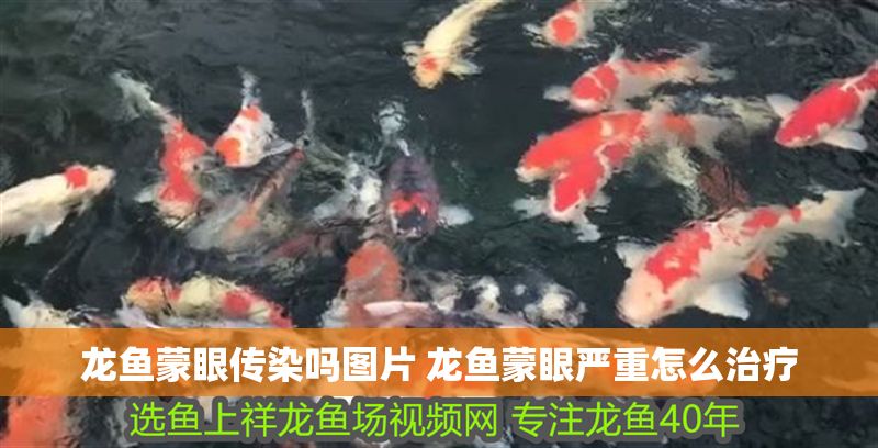 龍魚蒙眼傳染嗎圖片 龍魚蒙眼嚴重怎么治療