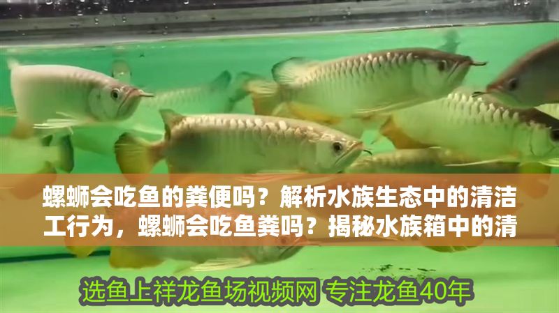 螺螄會吃魚的糞便嗎？解析水族生態中的清潔工行為，螺螄會吃魚糞嗎？揭秘水族箱中的清潔真相