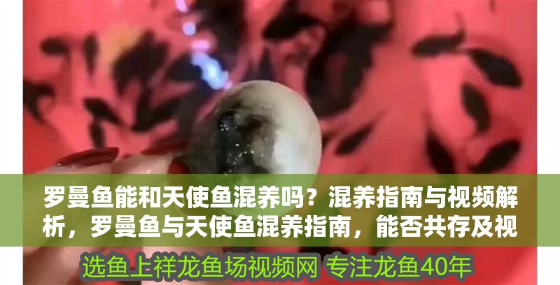 羅曼魚能和天使魚混養嗎？混養指南與視頻解析，羅曼魚與天使魚混養指南，能否共存及視頻解析