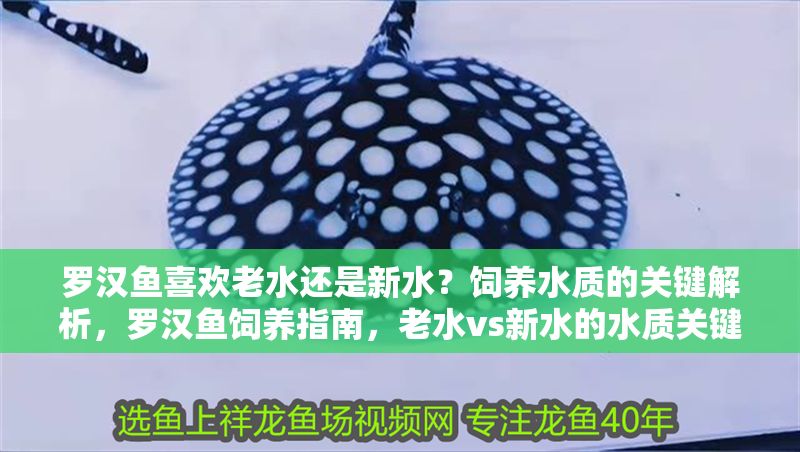 羅漢魚喜歡老水還是新水？飼養水質的關鍵解析，羅漢魚飼養指南，老水vs新水的水質關鍵解析