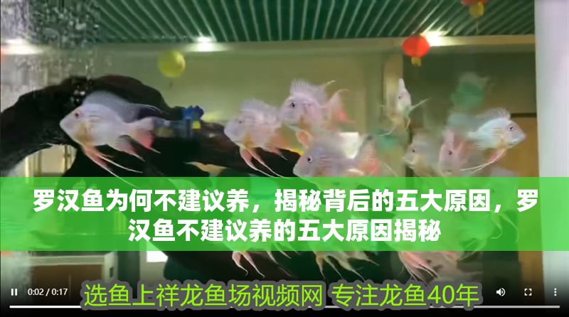 羅漢魚為何不建議養，揭秘背后的五大原因，羅漢魚不建議養的五大原因揭秘