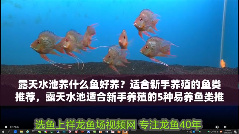 露天水池養什么魚好養？適合新手養殖的魚類推薦，露天水池適合新手養殖的5種易養魚類推薦