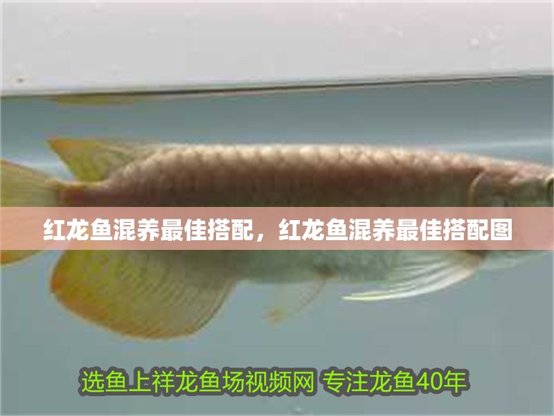 紅龍魚混養最佳搭配，紅龍魚混養最佳搭配圖