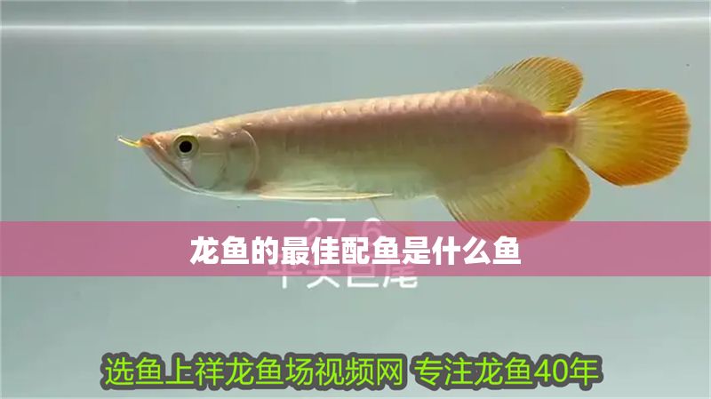龍魚的最佳配魚是什么魚