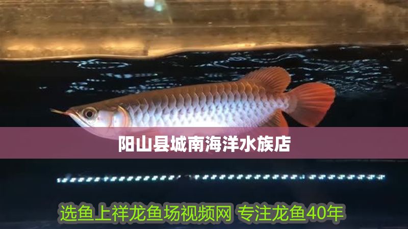 陽山縣城南海洋水族店